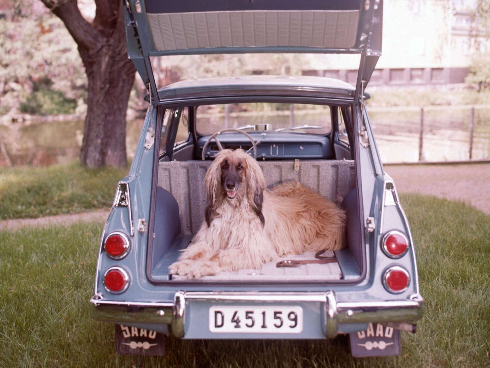 Фото Saab 95
